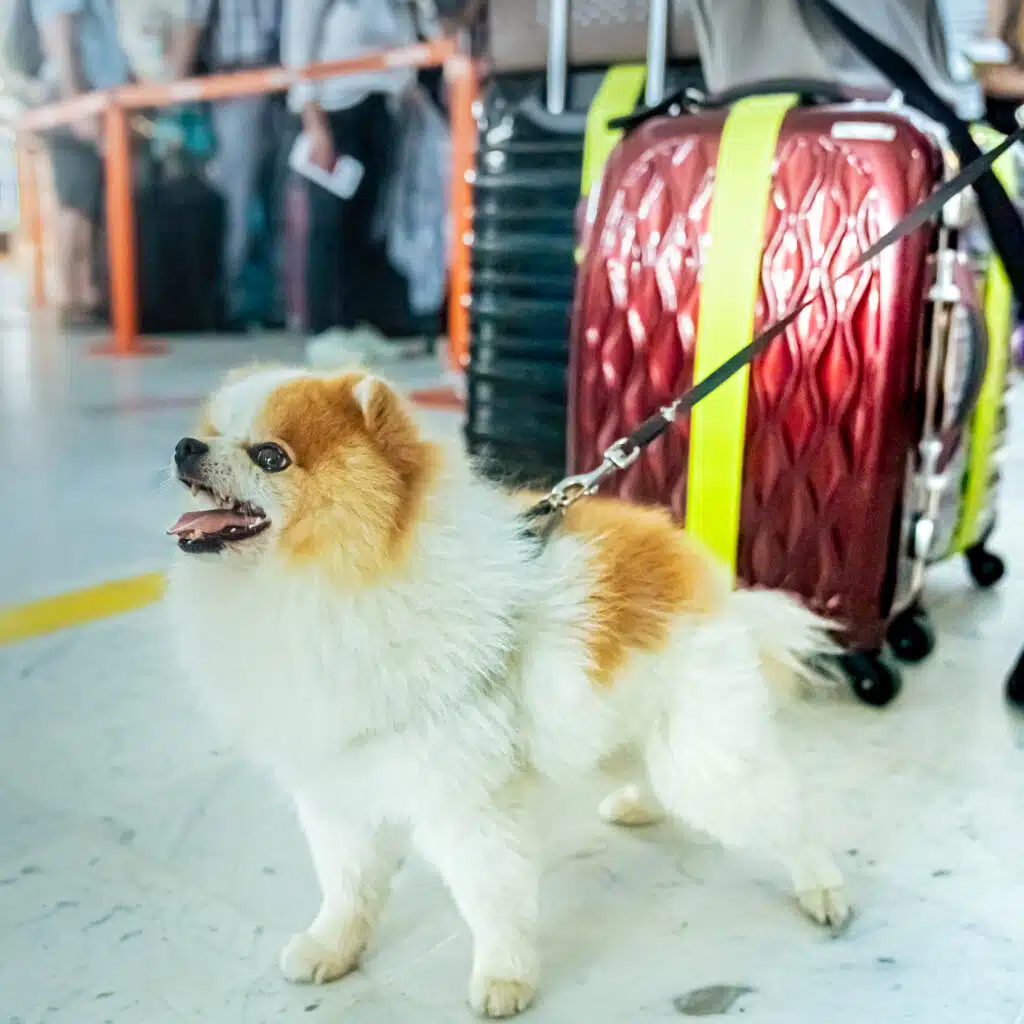 Un petit chien en laisse avec des bagages en fond