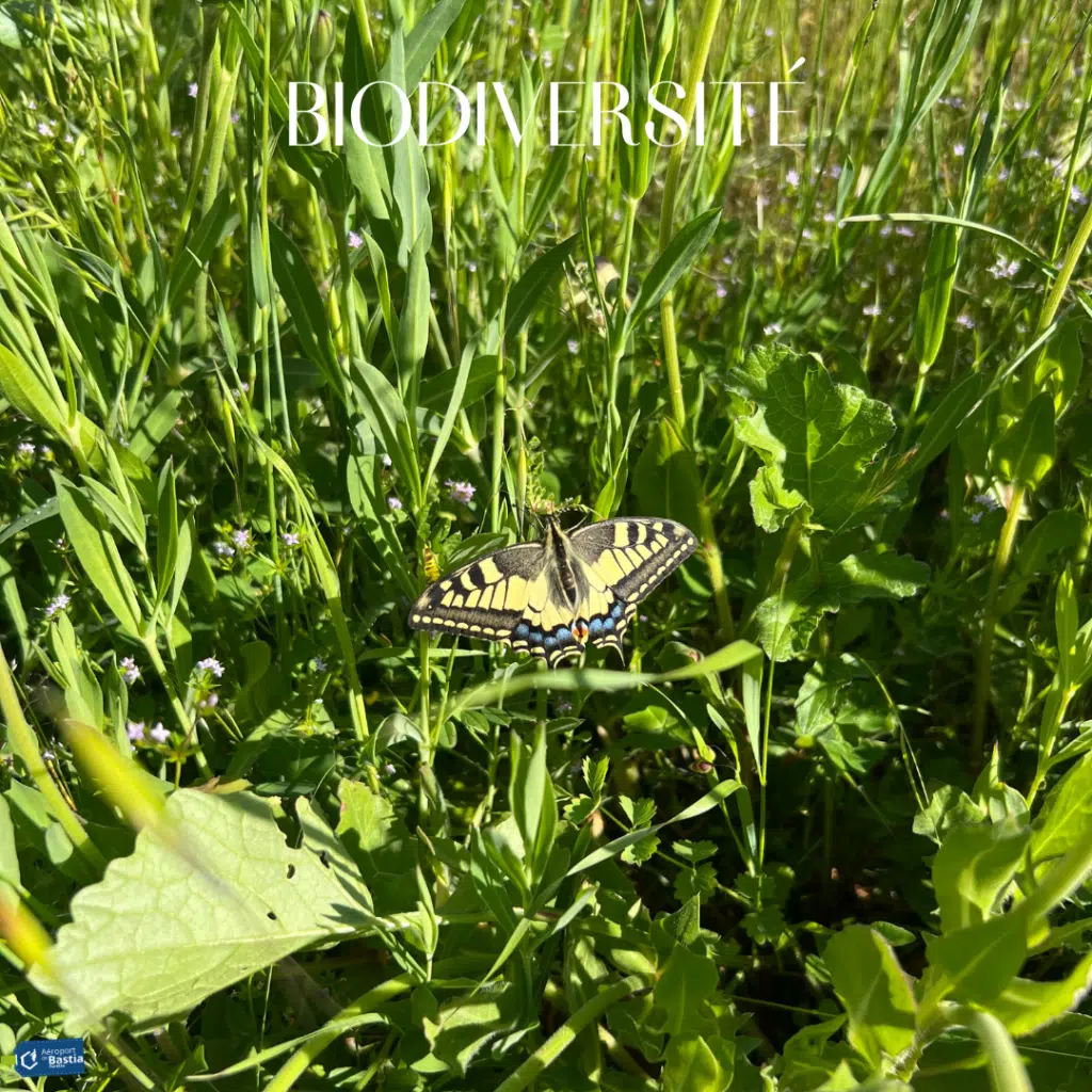 Un papillon sur de l'herbe pour illustrer la biodiversité