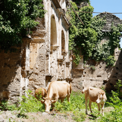 Photo de ruines d'un ancien couvent recouvert d'herbe et où des vaches vaquent à leurs occupations